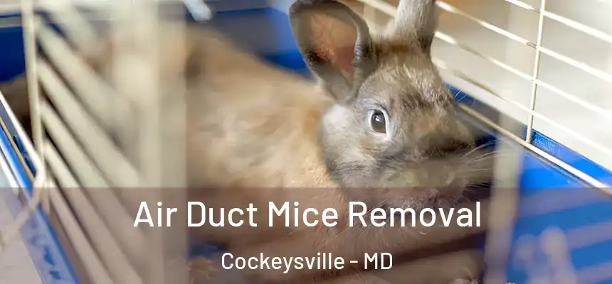 Air Duct Mice Removal Cockeysville - MD